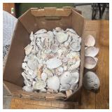 Box Of Assorted Seashells