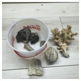 Rock And Coral Specimen Lot