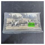 Lot Of Stereoscopes Photos - Wilidlife - Oregan An