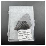 Fossilized Mammoth Ivory Florida Specimen with Cas