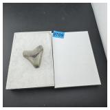 Megalodon Tooth Bone Valley Florida
