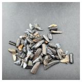 Bag of Fossilized Shark Teeth Florida