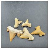 (5) Fossilized Shark Teeth Morocco