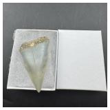 Mako Shark Tooth Fossil