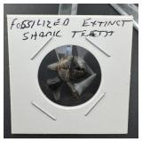 Fossilized Shark Teeth