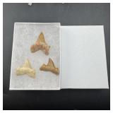 (3) Shark Teeth