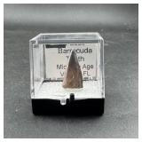 Barracuda Teeth (Venice FL)