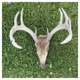 10-point Deer Antler European Mount