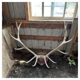 Massive 380-class Elk Antlers