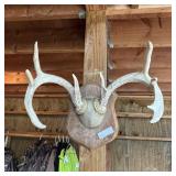 10-point Whitetail Deer Rack
