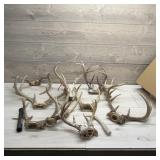 Deer Antler Collection. Large Lot Of Deer Antlers.