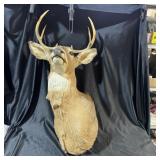 8-Point Buck Shoulder Mount