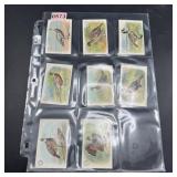 Collection of Bird Trading Cards
