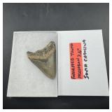 3.6-Inch Fossilized Megalodon Tooth - South Caroli