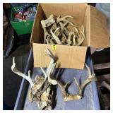 Box of Miscellaneous Deer Antlers & Skull Plates