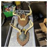 Two Mounted 8-Point Buck Racks - Approx. 15"