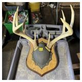 9-Point Buck Rack - Approx. 16"