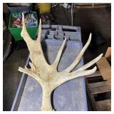 Large Shed Moose Antler & Elk Antler