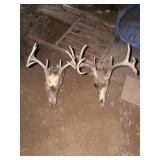 Two Deer Antler Skull Mounts