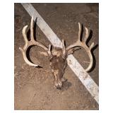 Whitetail Deer Skull with Antlers