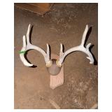 Mounted Deer Antlers on Wood Plaque