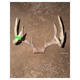Whitetail Deer Antler Rack Skull Plate Mount