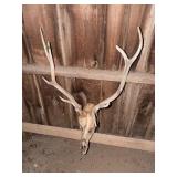 Deer Skull and Antlers Mount