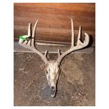 White-Tailed Deer Skull with Antlers
