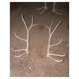 Matched Pair of Elk Antler Sheds