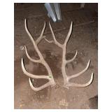 Matched Pair of Elk Antler Sheds