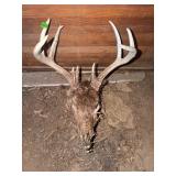Whitetail Deer Skull With 8-Point Antlers