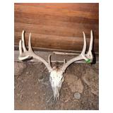 Whitetail Deer Skull with Antlers