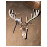 Whitetail Deer Antler Skull Cap Mount
