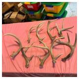 Eight Natural Deer Antler Sheds
