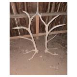 Large Deer Antlers