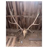 Elk Skull with Large Antlers