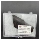 Fossil Mammoth Ivory River Polished Fragment
