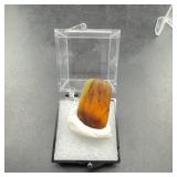 Polished Amber Cabochon in Display Box