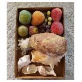 Box of Seashells & Miscellaneous