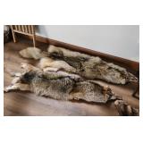 (2) Coyote Hides (H)