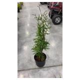 Green giant arborvitae