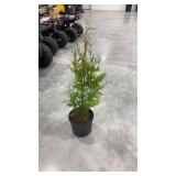 Green giant arborvitae