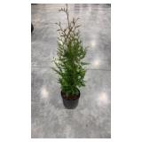 Green giant arborvitae