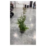 Green giant arborvitae