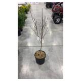 Flowering Pink Dogwood