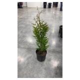 Green giant arborvitae