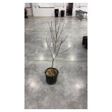 Flowering Pink Dogwood