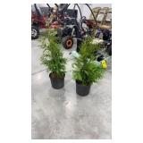 (2) Green giant arborvitae