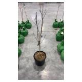 Flowering White Dogwood