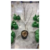 Flowering White Dogwood